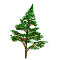 pineSmWHT.gif (4722 Byte)
