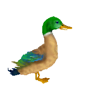 ducks.gif (50160 Byte)